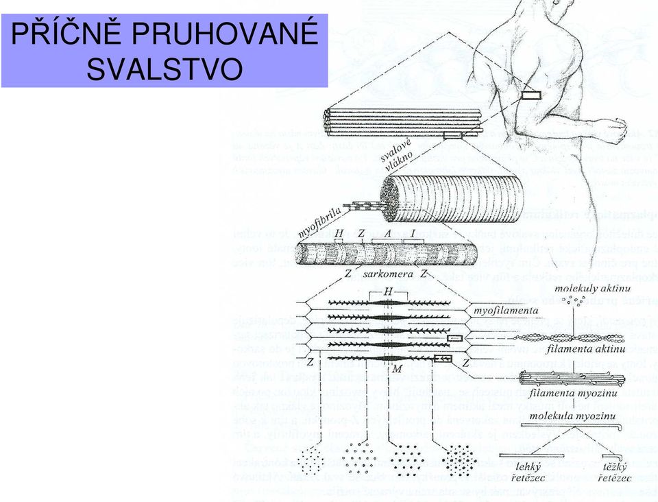 SVALSTVO