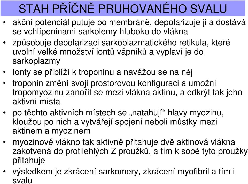 zanořit se mezi vlákna aktinu, a odkrýt tak jeho aktivní místa po těchto aktivních místech se natahují hlavy myozinu, kloužou po nich a vytvářejí spojení neboli můstky mezi aktinem a myozinem