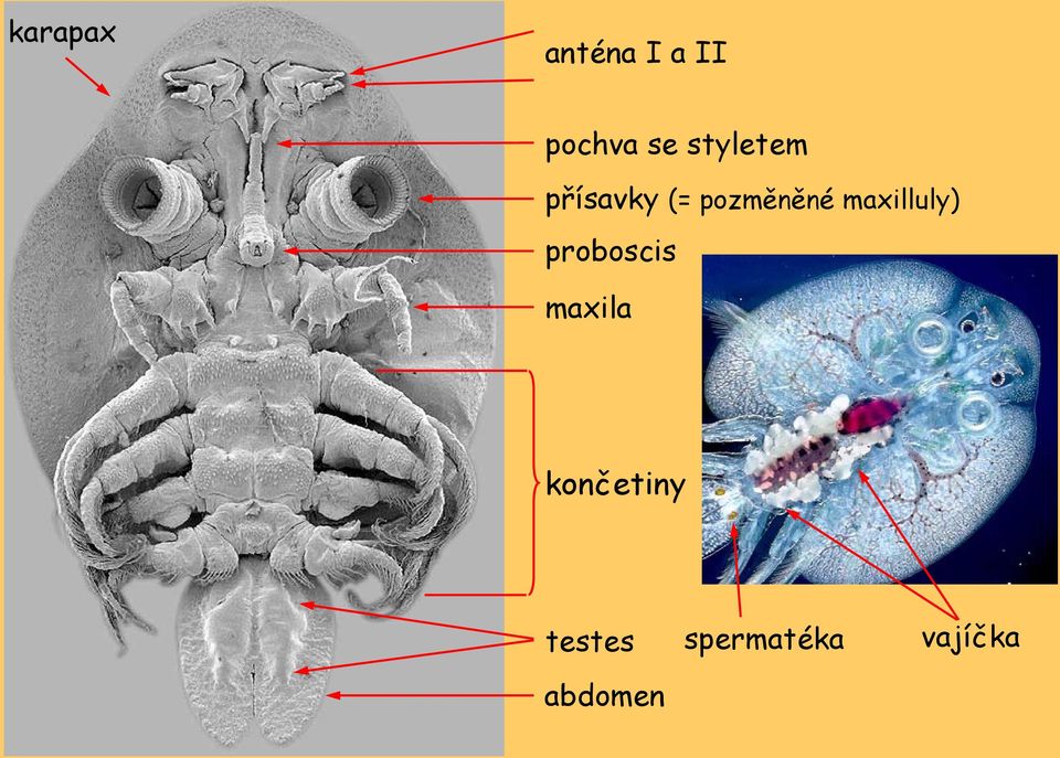 maxilluly) proboscis maxila