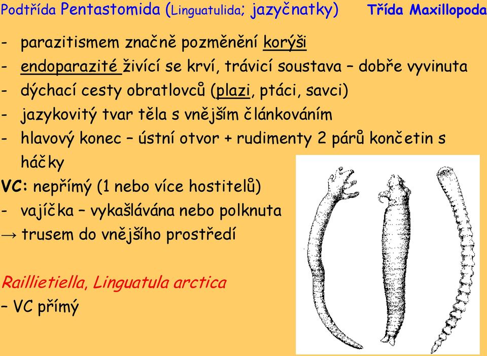 jazykovitý tvar těla s vnějším článkováním - hlavový konec ústní otvor + rudimenty 2 párů končetin s háčky VC: