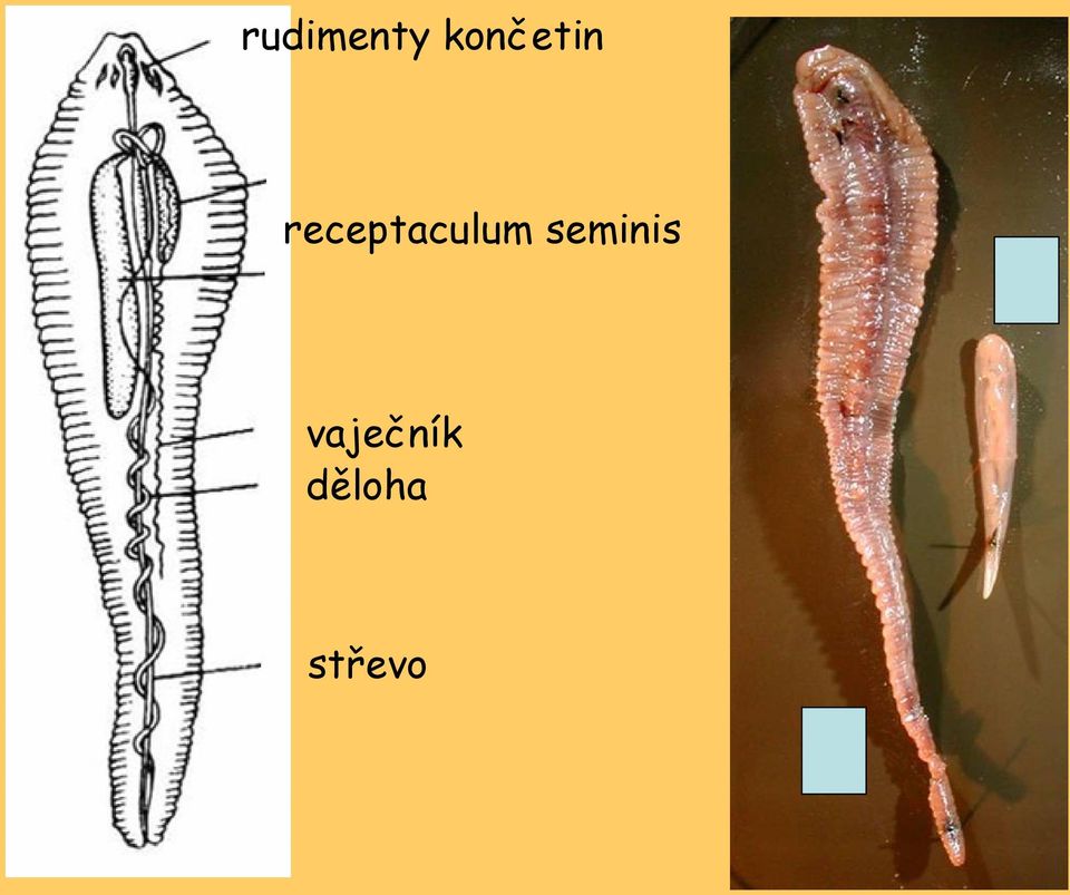 receptaculum