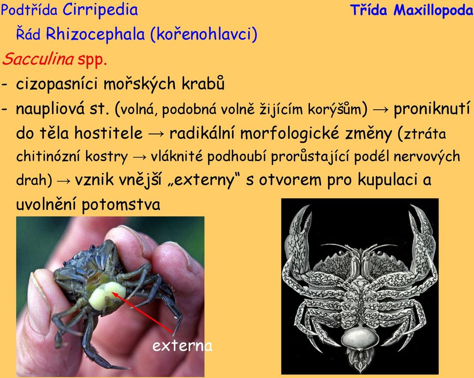 (volná, podobná volně žijícím korýšům) proniknutí do těla hostitele radikální morfologické