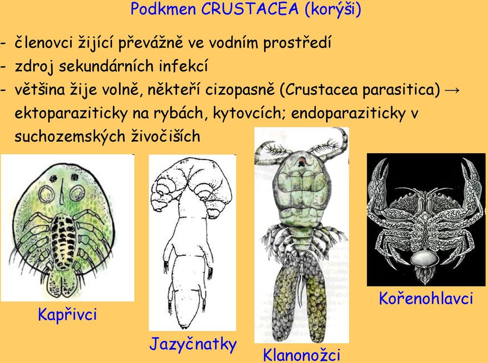 cizopasně (Crustacea parasitica) ektoparaziticky na rybách, kytovcích;