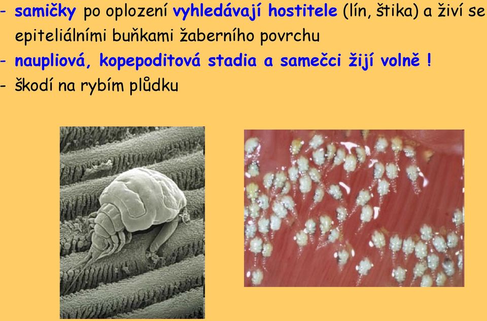 žaberního povrchu - naupliová, kopepoditová