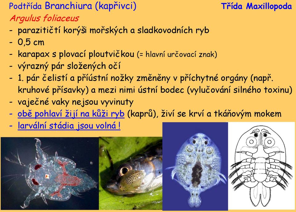 pár čelistí a příústní nožky změněny v příchytné orgány (např.