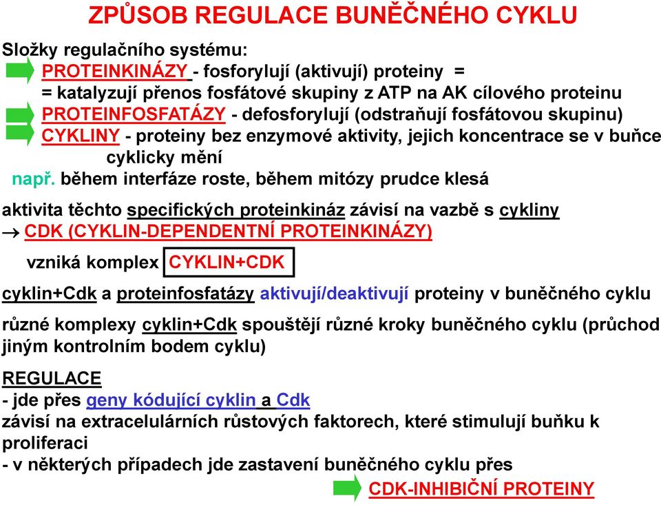 během interfáze roste, během mitózy prudce klesá aktivita těchto specifických proteinkináz závisí na vazbě s cykliny CDK (CYKLIN-DEPENDENTNÍ PROTEINKINÁZY) vzniká komplex CYKLIN+CDK cyklin+cdk a