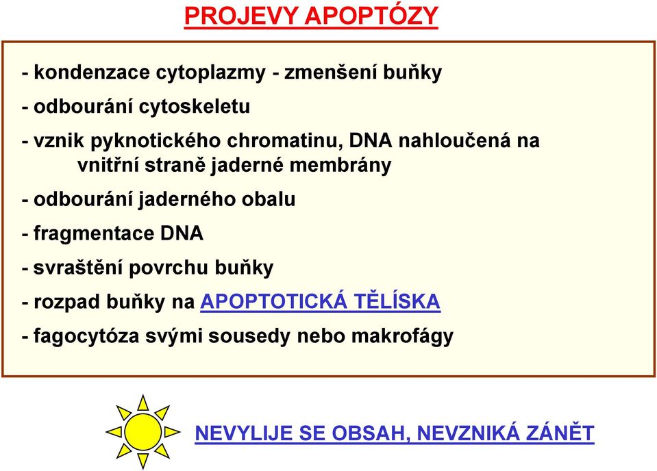 odbourání jaderného obalu - fragmentace DNA - svraštění povrchu buňky - rozpad buňky na