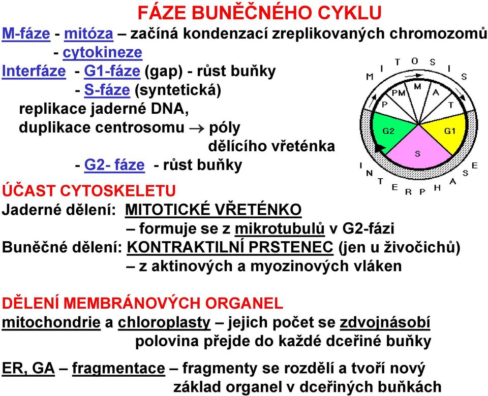 mikrotubulů v G2-fázi Buněčné dělení: KONTRAKTILNÍ PRSTENEC (jen u živočichů) z aktinových a myozinových vláken DĚLENÍ MEMBRÁNOVÝCH ORGANEL mitochondrie a