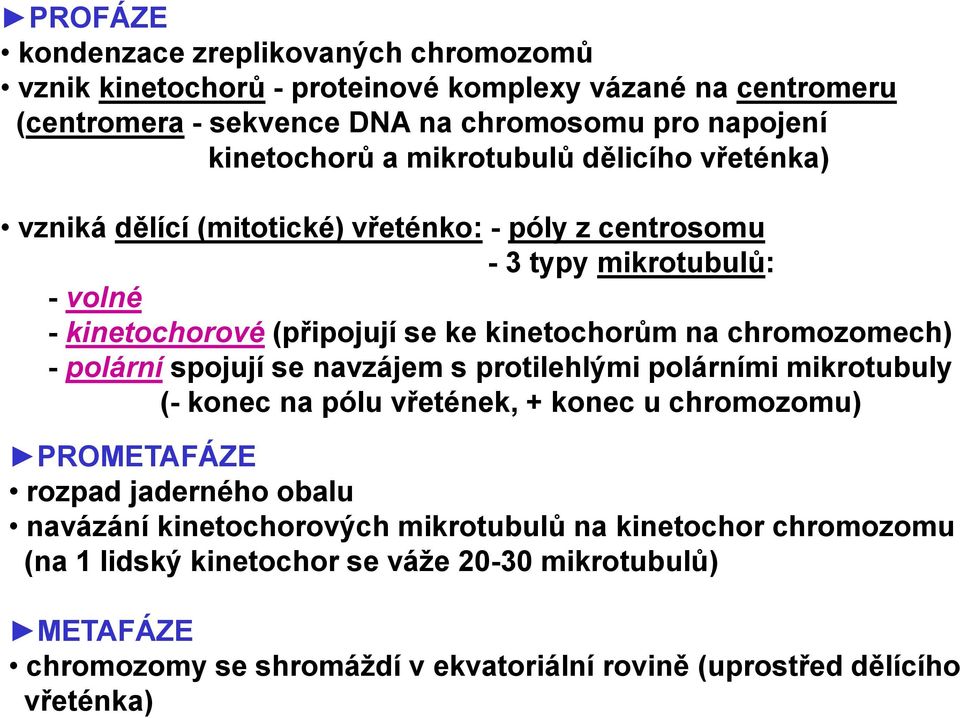 chromozomech) - polární spojují se navzájem s protilehlými polárními mikrotubuly (- konec na pólu vřetének, + konec u chromozomu) PROMETAFÁZE rozpad jaderného obalu navázání