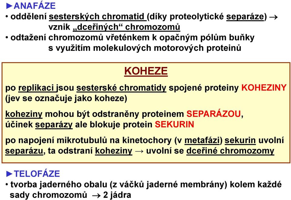 mohou být odstraněny proteinem SEPARÁZOU, účinek separázy ale blokuje protein SEKURIN po napojení mikrotubulů na kinetochory (v metafázi) sekurin uvolní