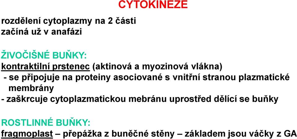 asociované s vnitřní stranou plazmatické membrány - zaškrcuje cytoplazmatickou mebránu