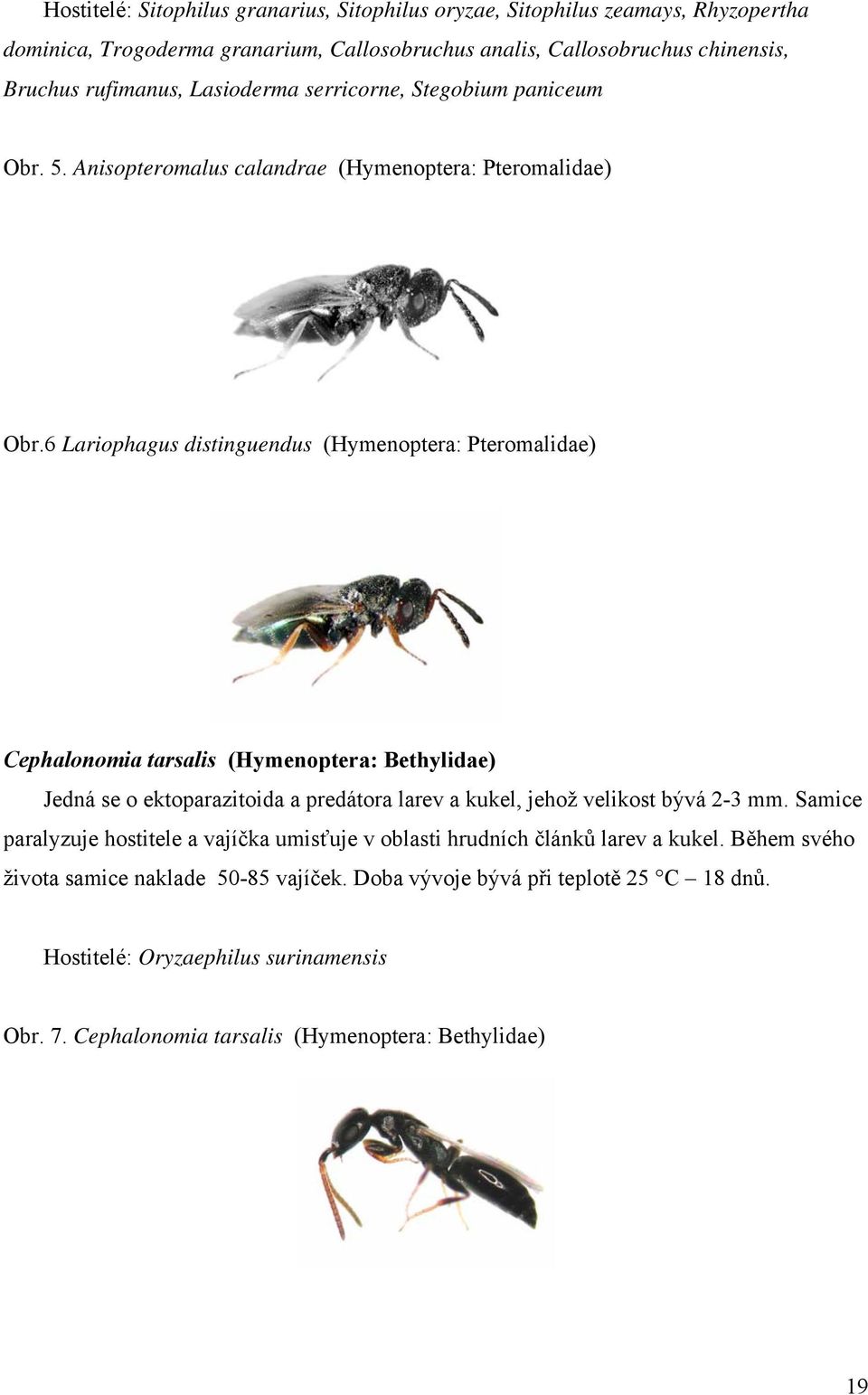 6 Lariophagus distinguendus (Hymenoptera: Pteromalidae) Cephalonomia tarsalis (Hymenoptera: Bethylidae) Jedná se o ektoparazitoida a predátora larev a kukel, jehož velikost bývá 2-3 mm.