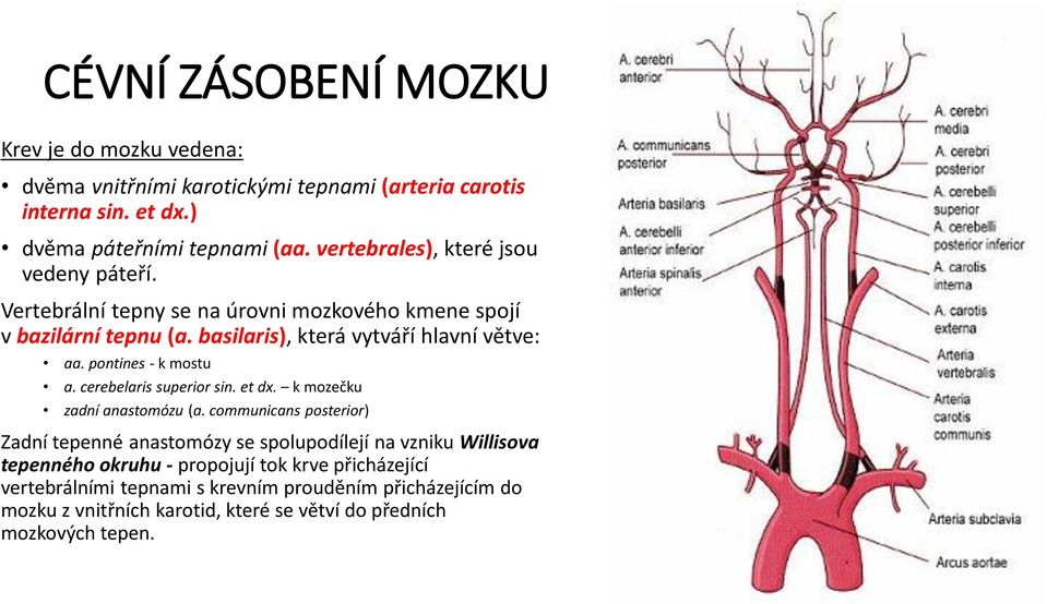 pontines - k mostu a. cerebelaris superior sin. et dx. k mozečku zadní anastomózu (a.