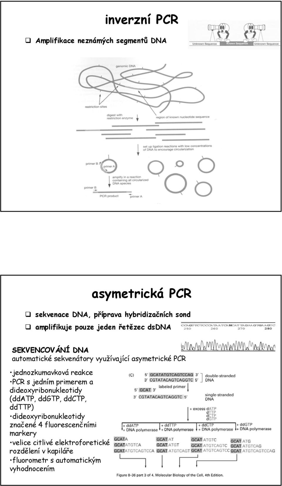 jednozkumavková reakce PCR s jedním primerem a dideoxyribonukleotidy (ddatp, ddgtp, ddctp, ddttp)