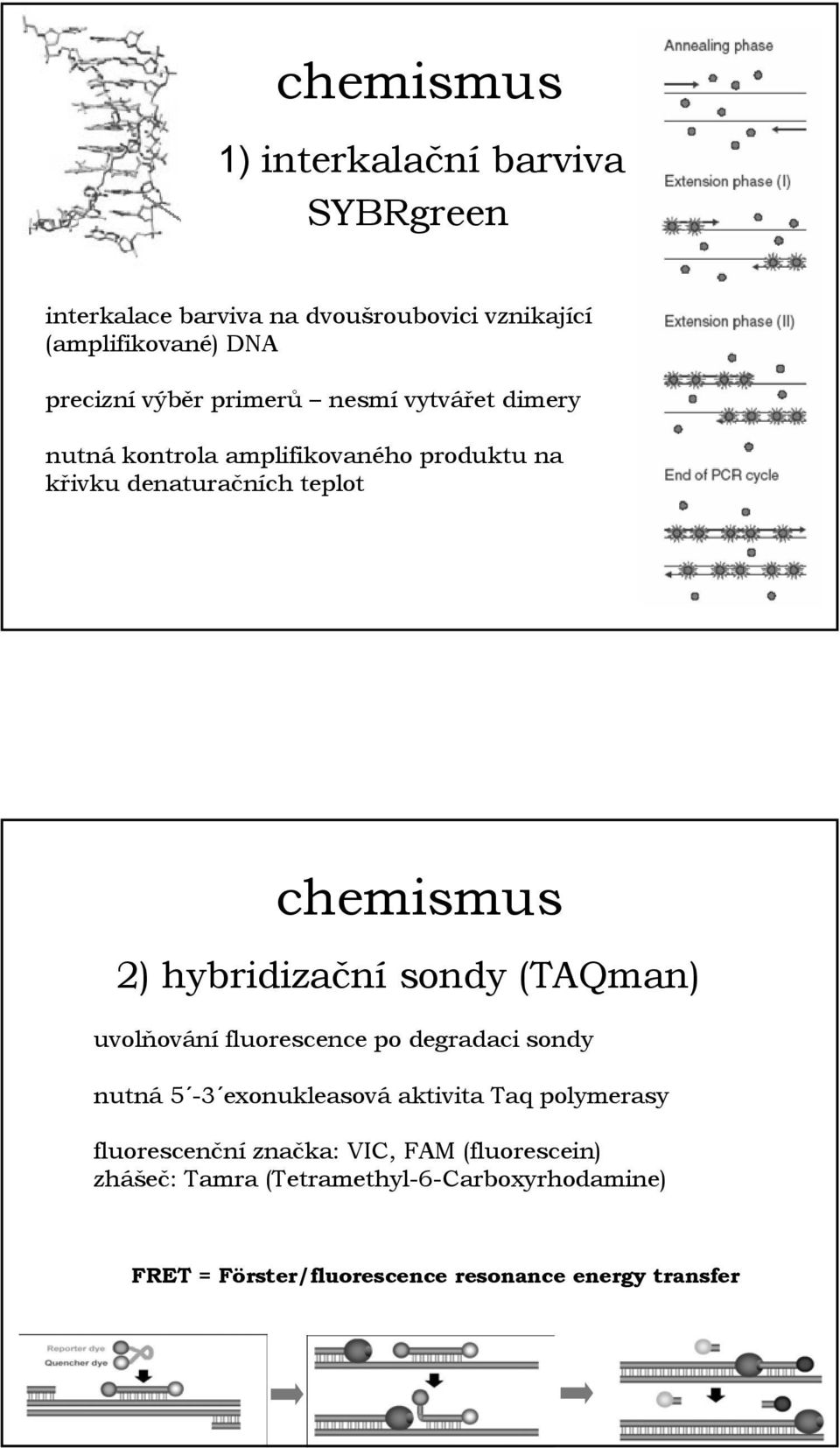 hybridizační sondy (TAQman) uvolňování fluorescence po degradaci sondy nutná 5-3 exonukleasová aktivita Taq polymerasy