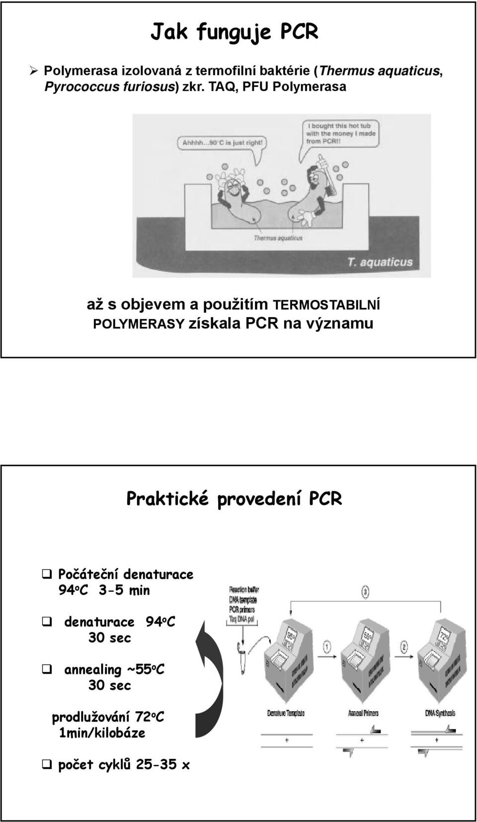 TAQ, PFU Polymerasa až s objevem a použitím TERMOSTABILNÍ POLYMERASY získala PCR na