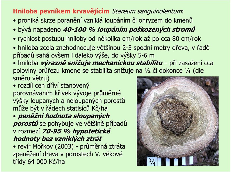 při zasažení cca poloviny průřezu kmene se stabilita snižuje na ½ či dokonce ¼ (dle směru větru) rozdíl cen dříví stanovený porovnáváním křivek vývoje průměrné výšky loupaných a neloupaných porostů