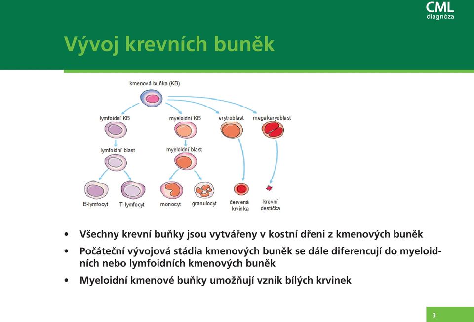 kmenových buněk se dále diferencují do myeloidních nebo