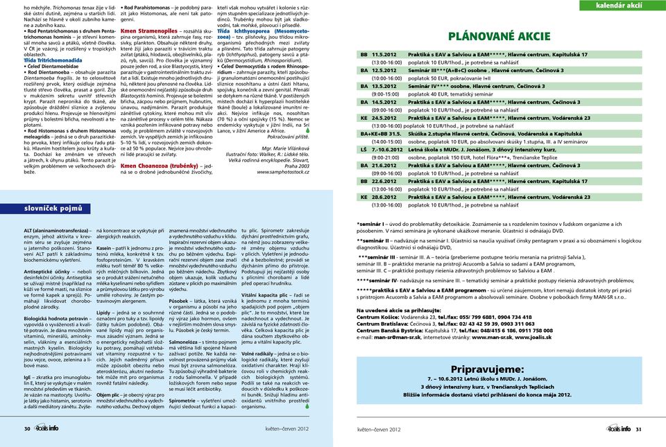 Třída Tritrichomonadida Čeleď Dientamoebidae Rod Dientamoeba obsahuje parazita Dientamoeba fragilis. Je to celosvětově rozšířený prvok, který osidluje zejména tlusté střevo člověka, prasat a goril.