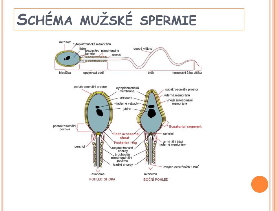 SPERMIE