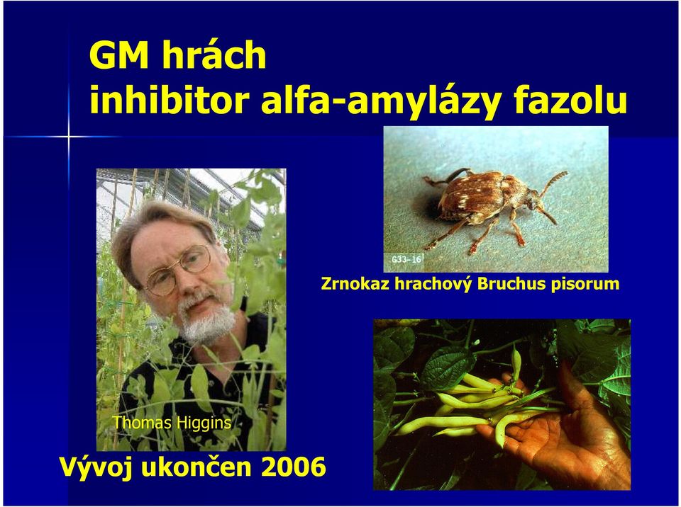 Zrnokaz hrachový Bruchus