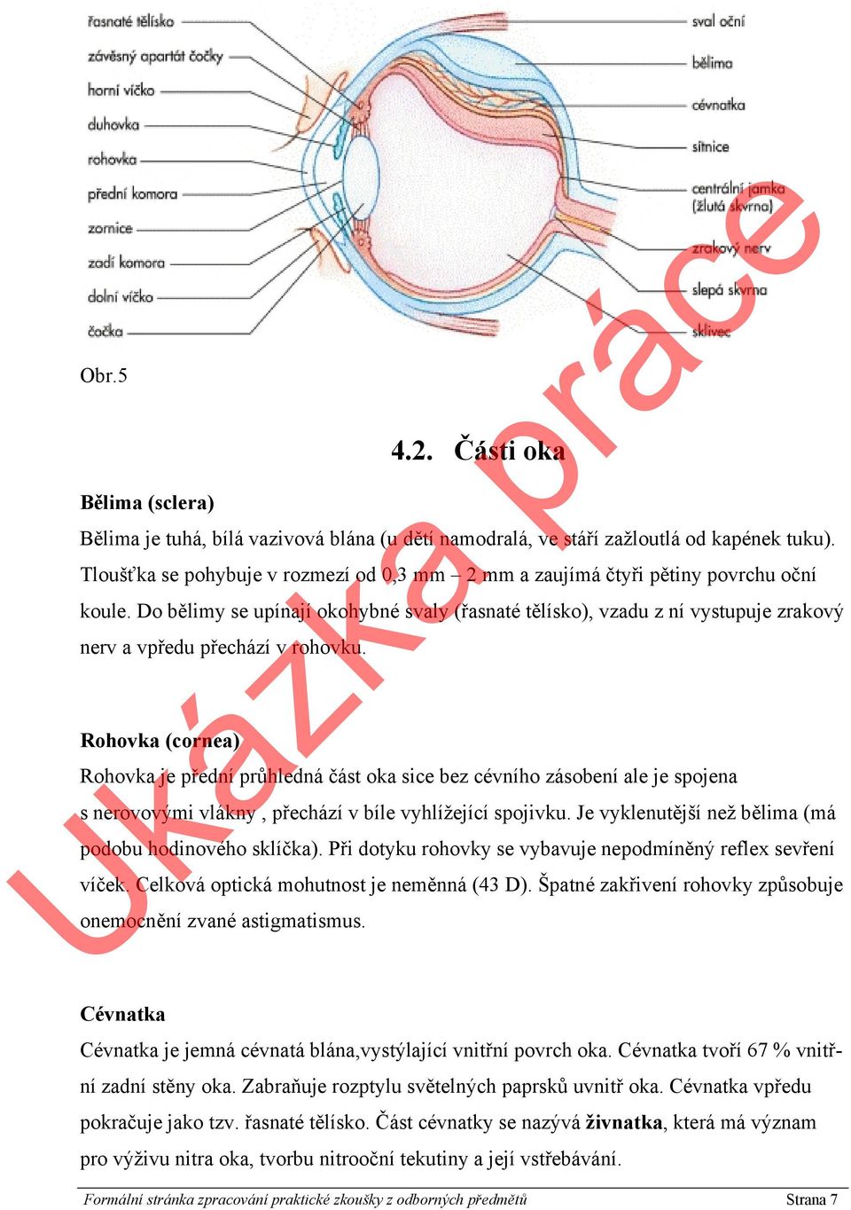 Do bělimy se upínají okohybné svaly (řasnaté tělísko), vzadu z ní vystupuje zrakový nerv a vpředu přechází v rohovku.