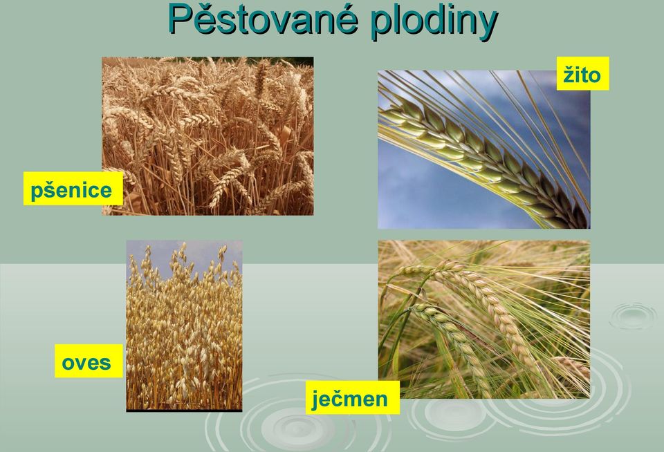žito