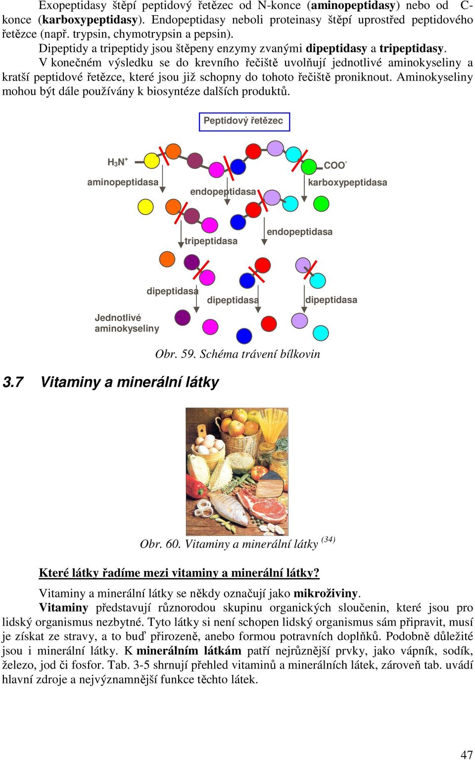 V konečném výsledku se do krevního řečiště uvolňují jednotlivé aminokyseliny a kratší peptidové řetězce, které jsou již schopny do tohoto řečiště proniknout.