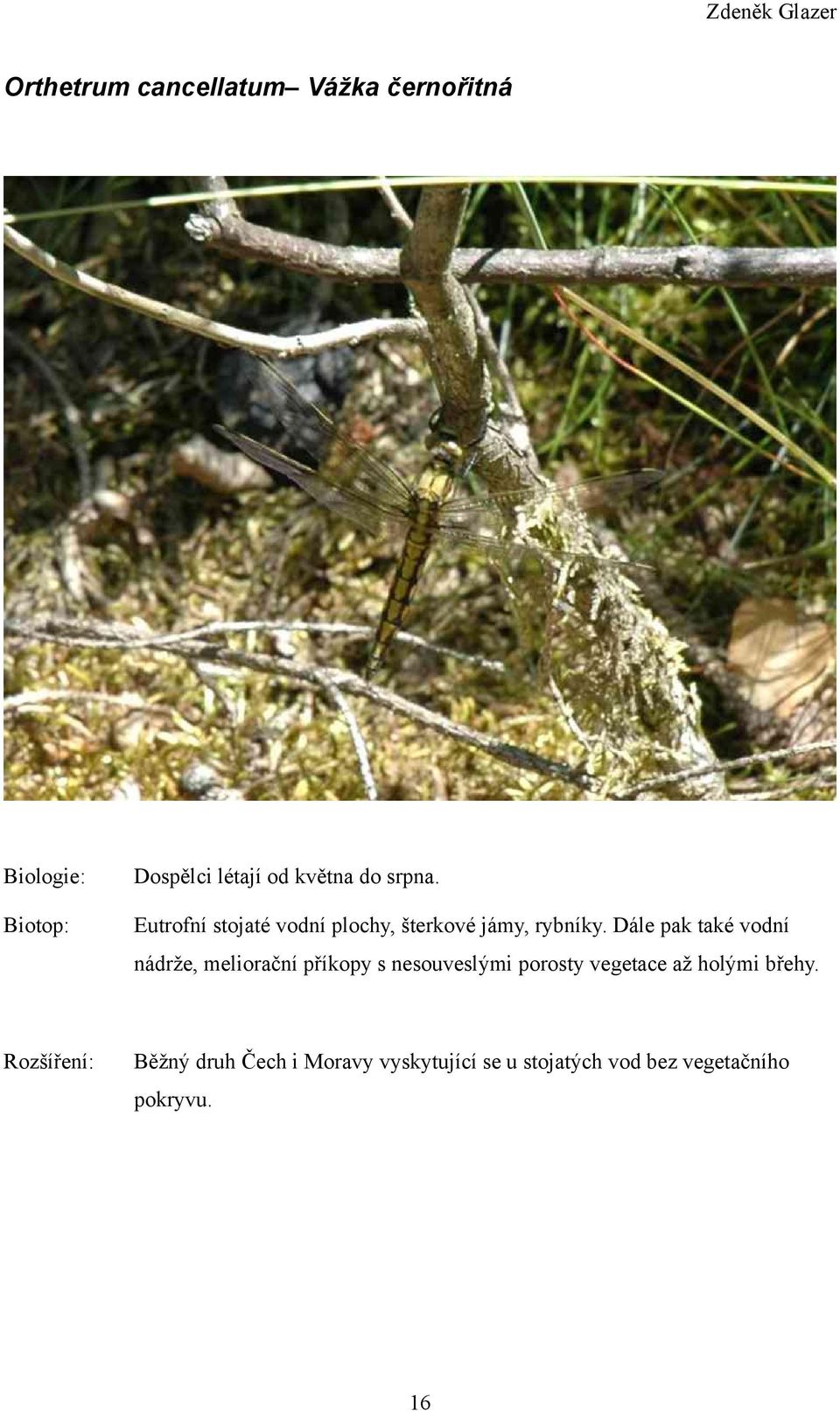 Dále pak také vodní nádrže, meliorační příkopy s nesouveslými porosty vegetace až