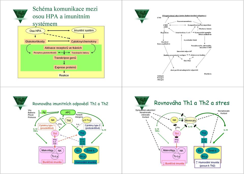 zakončení Noradrenalin Adrenalin NK Monocyty Nor/adrenalin TNFα Cytokiny typu 1 (prozánětlivé) Th1 IFNγ IL-4 Th2 Cytokiny typu 2 (protizánětlivé) IL-10 TNFα IFNγ Th1 Th2 IL-10 IFNγ IL-2 TGF