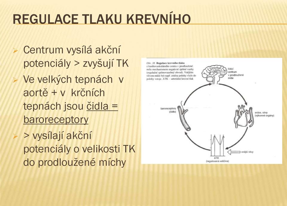 + v krčních tepnách jsou čidla = baroreceptory >