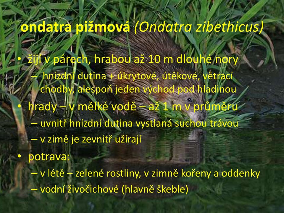 mělké vodě až 1 m v průměru uvnitř hnízdní dutina vystlaná suchou trávou v zimě je zevnitř