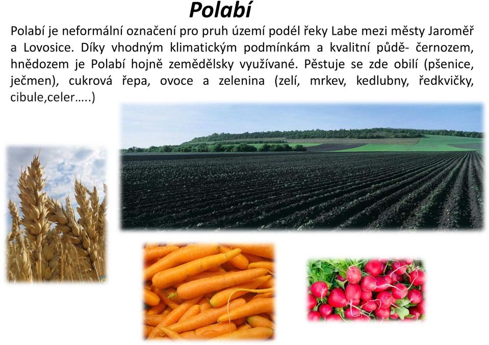 Díky vhodným klimatickým podmínkám a kvalitní půdě- černozem, hnědozem je Polabí