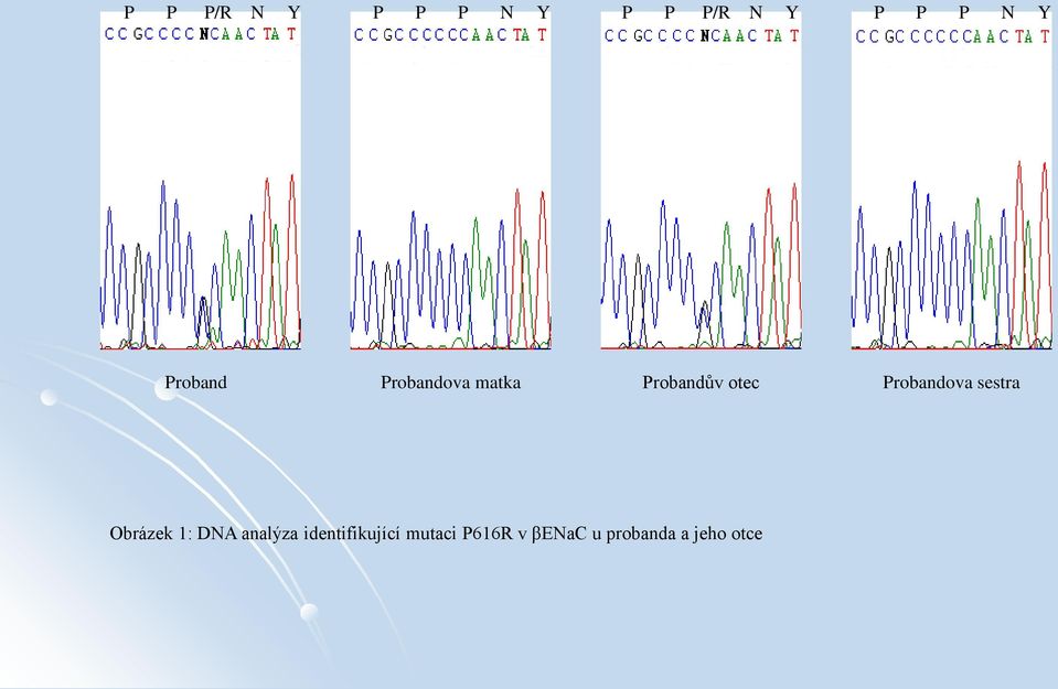 Probandova sestra Obrázek 1: DNA analýza