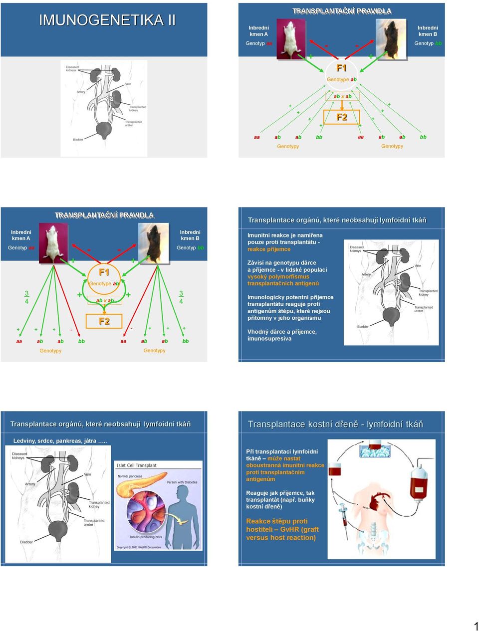 příjemce transplantátu reaguje proti antigenům, které nejsou přítomny v jeho organismu Vhodný dárce a příjemce, imunosupresiva Transplantace orgánů, které neobsahují lymfoidní tkáň Ledviny, srdce,