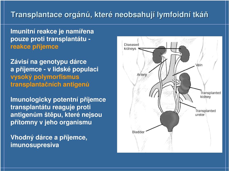 polymorfismus transplantačních antigenů Imunologicky potentní příjemce transplantátu reaguje