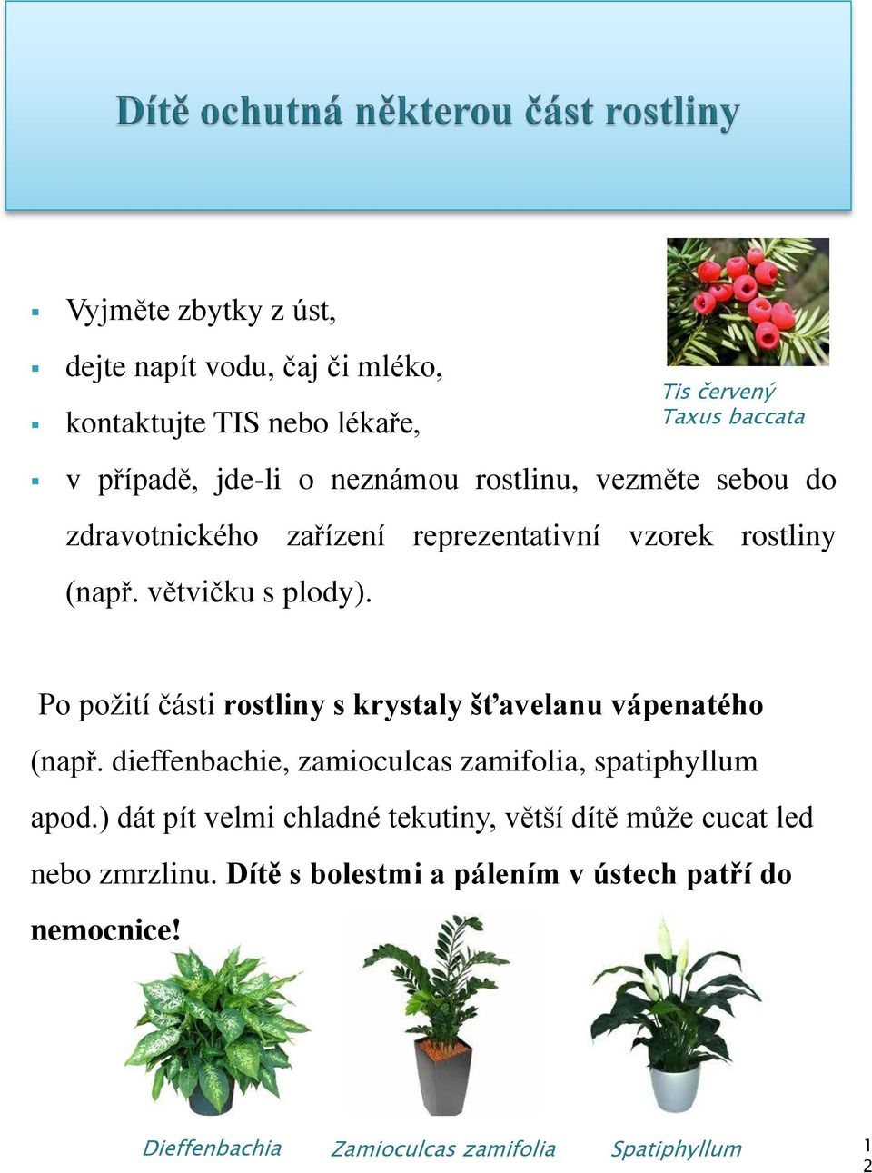 Po požití části rostliny s krystaly šťavelanu vápenatého (např. dieffenbachie, zamioculcas zamifolia, spatiphyllum apod.