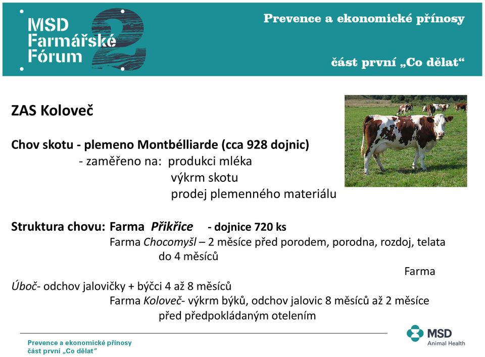 2 měsíce před porodem, porodna, rozdoj, telata do 4 měsíců Farma Úboč- odchov jalovičky + býčci 4