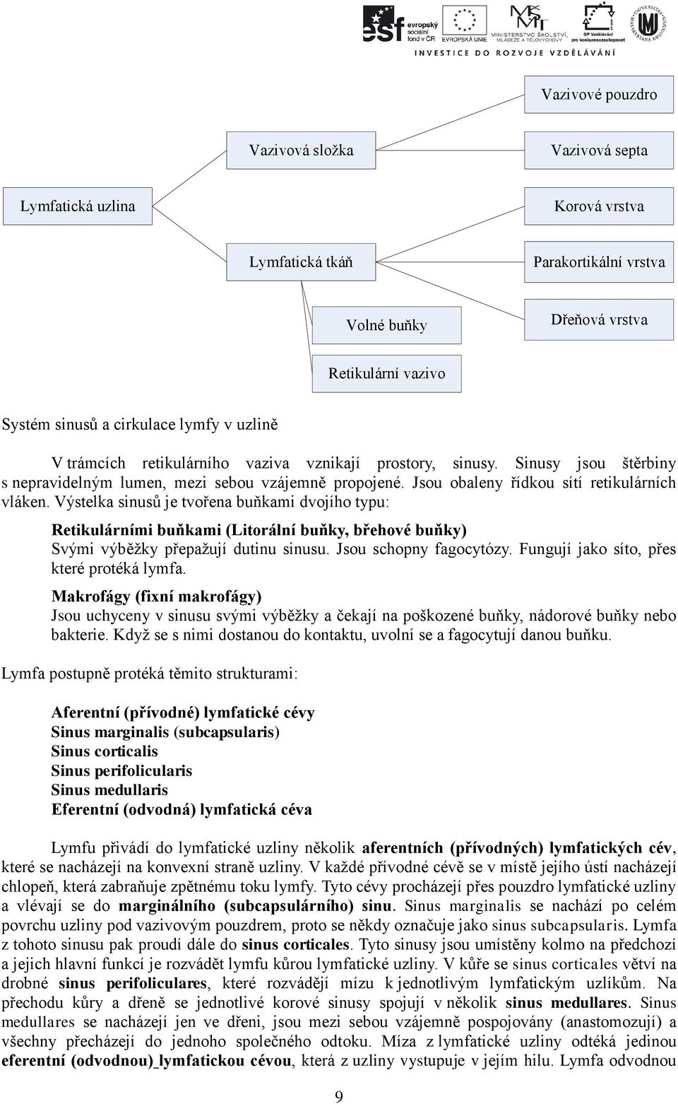 Výstelka sinusů je tvořena buňkami dvojího typu: Retikulárními buňkami (Litorální buňky, břehové buňky) Svými výběžky přepažují dutinu sinusu. Jsou schopny fagocytózy.