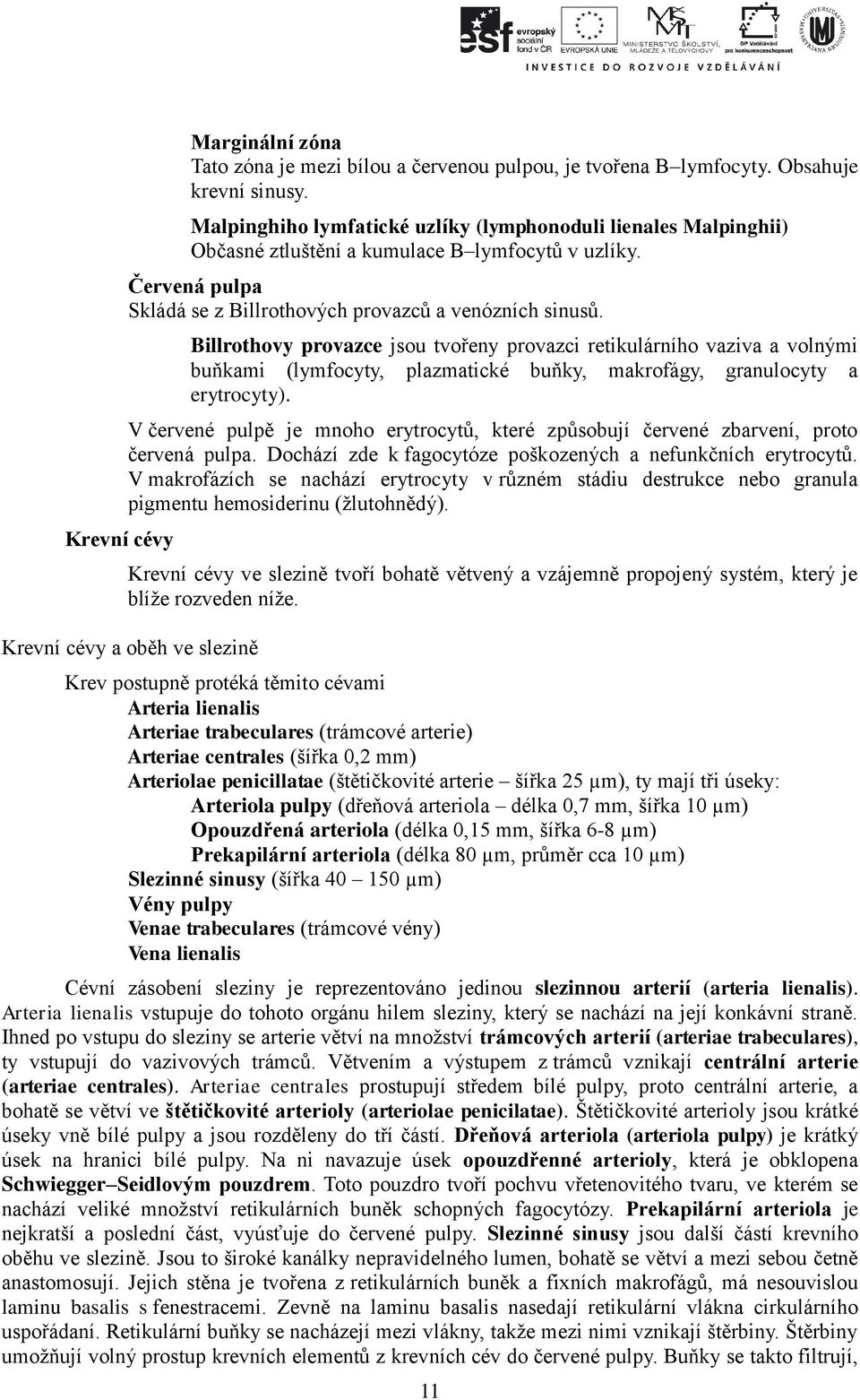 Billrothovy provazce jsou tvořeny provazci retikulárního vaziva a volnými buňkami (lymfocyty, plazmatické buňky, makrofágy, granulocyty a erytrocyty).