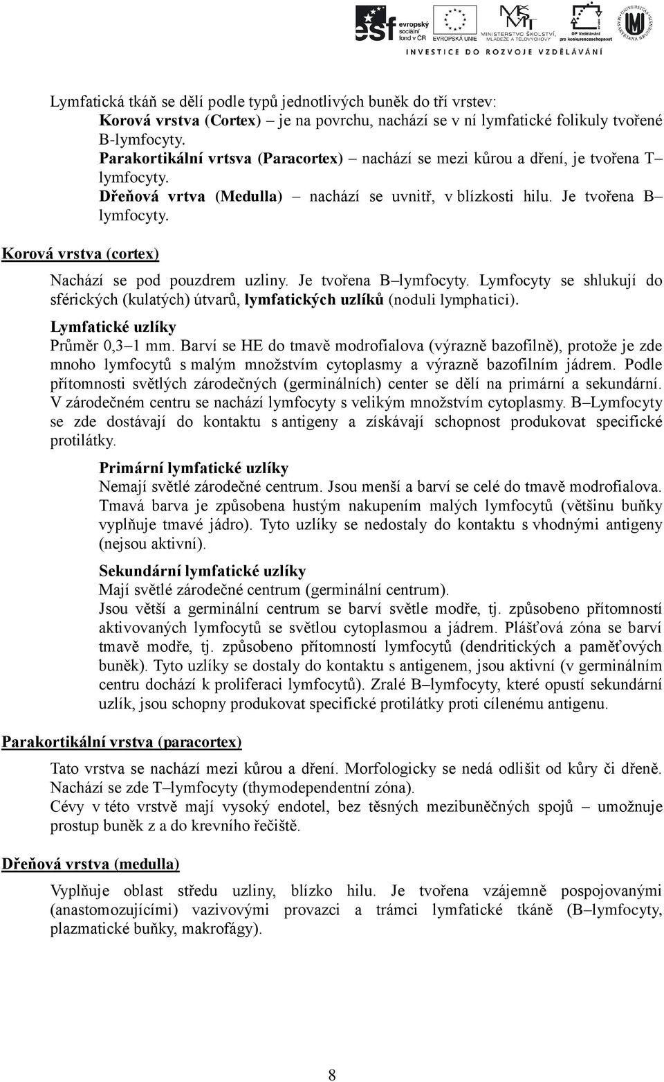 Korová vrstva (cortex) Nachází se pod pouzdrem uzliny. Je tvořena B lymfocyty. Lymfocyty se shlukují do sférických (kulatých) útvarů, lymfatických uzlíků (noduli lymphatici).