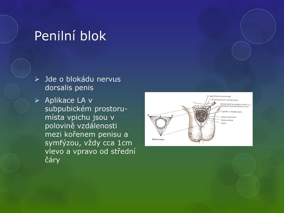 jsou v polovině vzdálenosti mezi kořenem penisu a