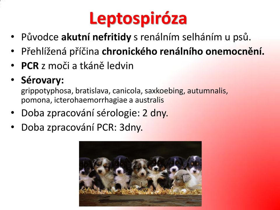 PCR z moči a tkáně ledvin Sérovary: grippotyphosa, bratislava, canicola,