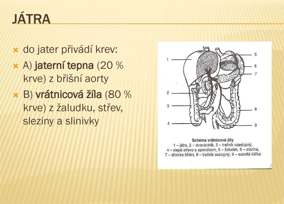 aorty B) vrátnicová žíla (80 %