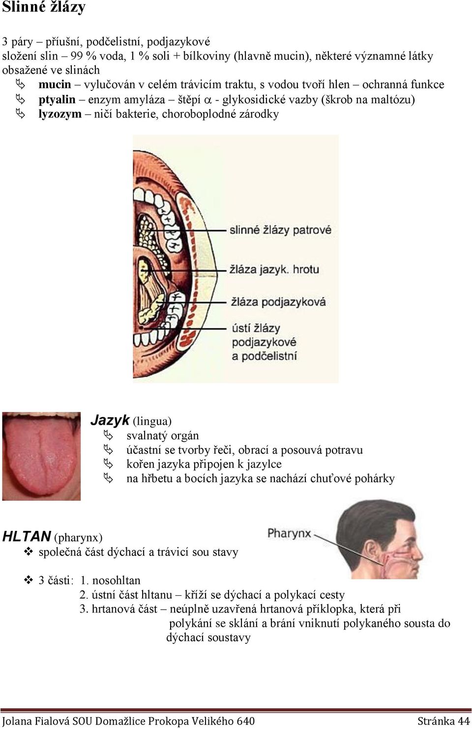 řeči, obrací a posouvá potravu kořen jazyka připojen k jazylce na hřbetu a bocích jazyka se nachází chuťové pohárky HLTAN (pharynx) společná část dýchací a trávicí sou stavy 3 části: 1. nosohltan 2.