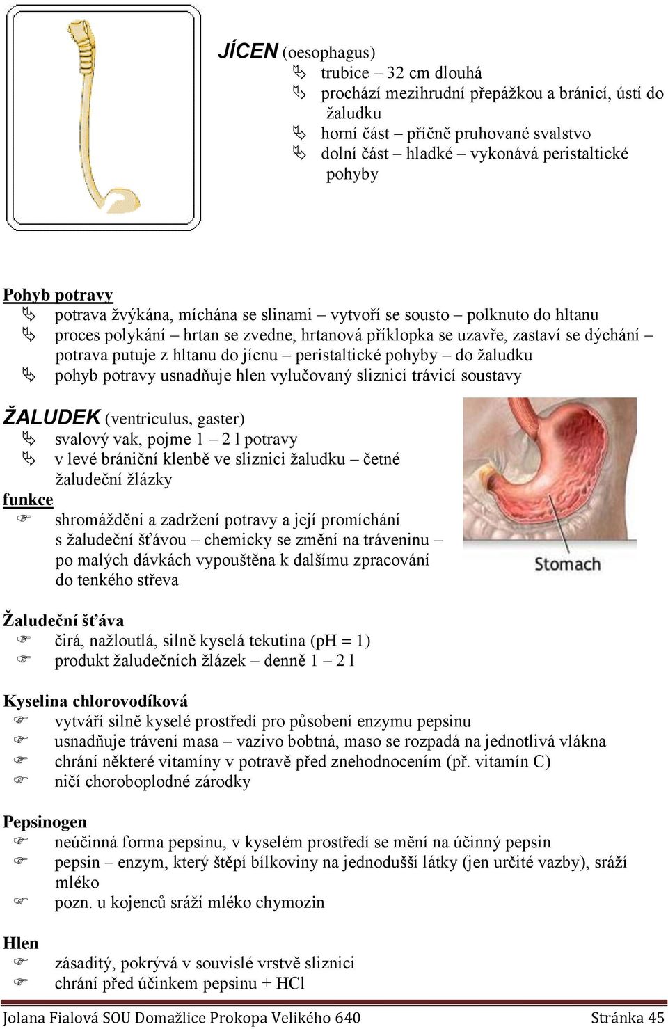 peristaltické pohyby do žaludku pohyb potravy usnadňuje hlen vylučovaný sliznicí trávicí soustavy ŽALUDEK (ventriculus, gaster) svalový vak, pojme 1 2 l potravy v levé brániční klenbě ve sliznici