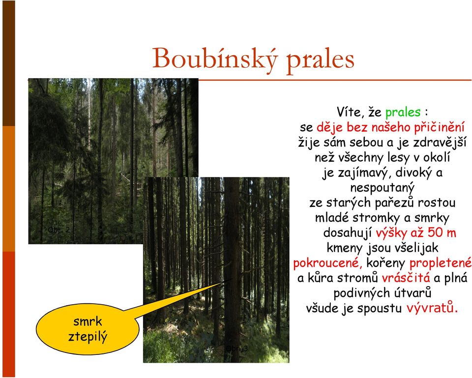 lesy v okolí je zajímavý, divoký a nespoutaný ze starých pařezů rostou mladé stromky a smrky