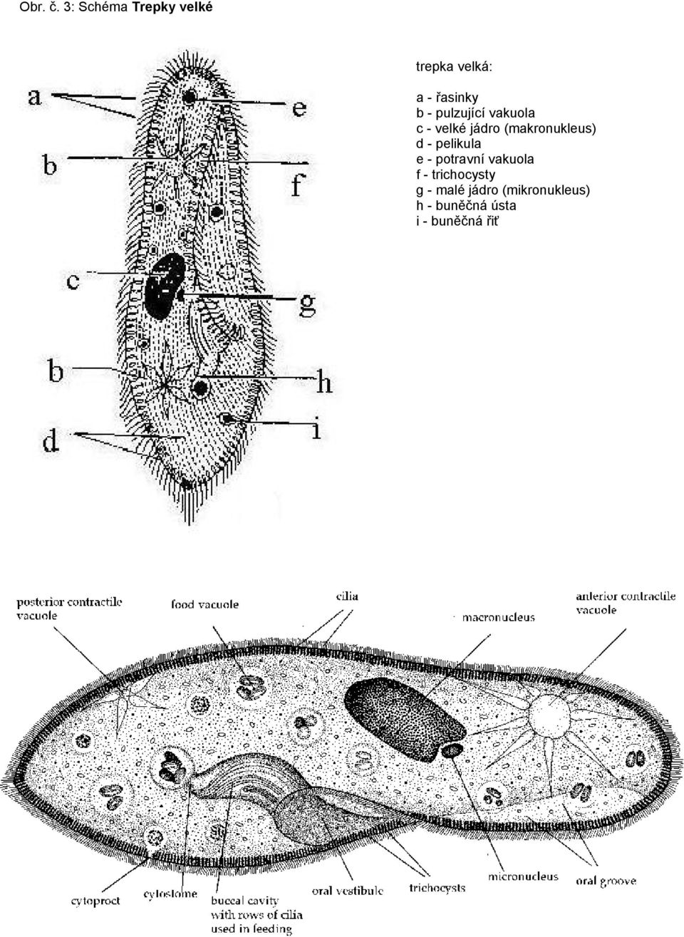 pulzující vakuola c - velké jádro (makronukleus) d -