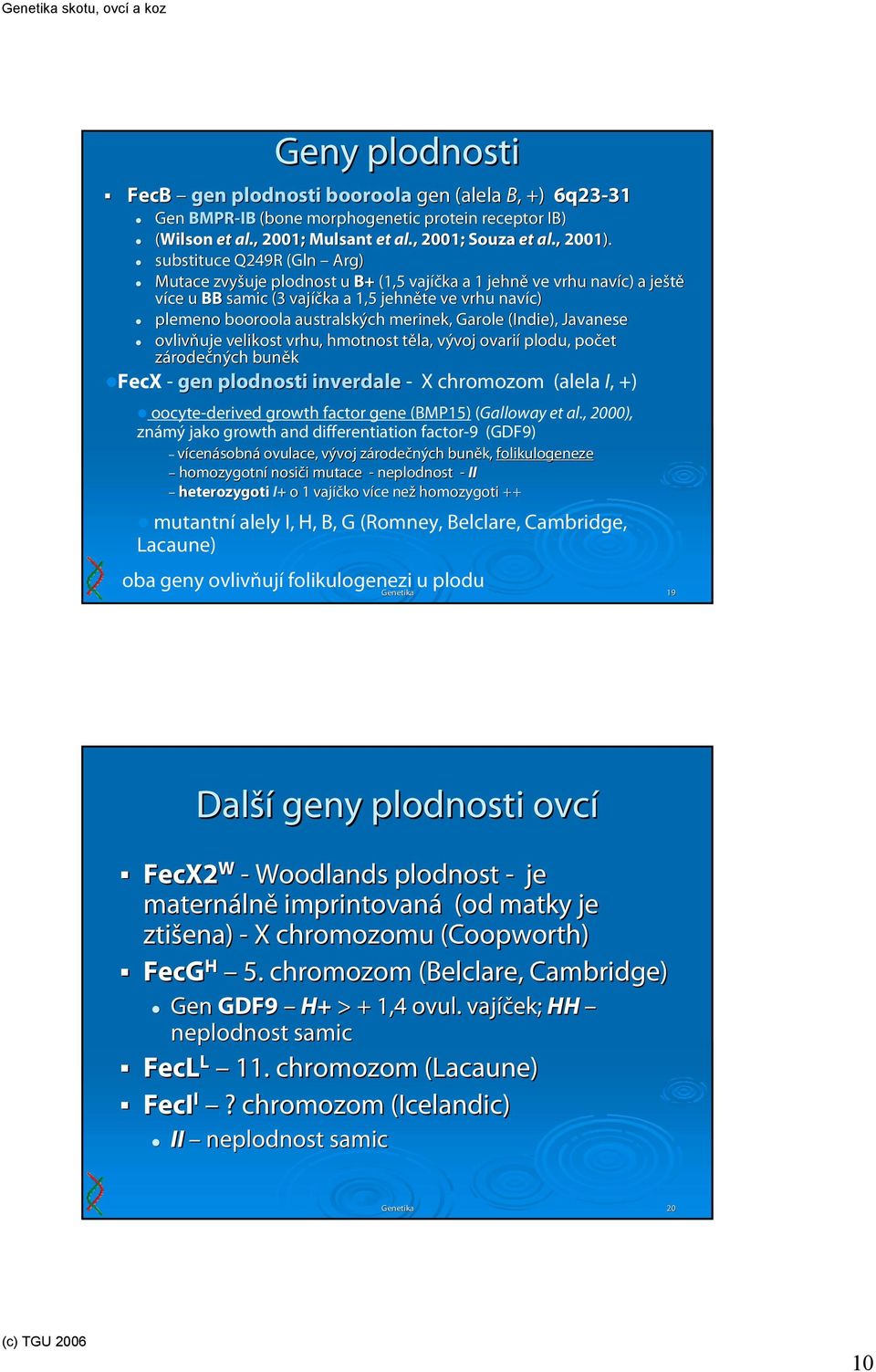Garole (Indie), Javanese ovlivňuje velikost vrhu, hmotnost těla, t vývoj ovarií plodu, počet zárodečných buněk FecX - gen plodnosti inverdale - X chromozom (alela I, +) oocyte-derived growth factor