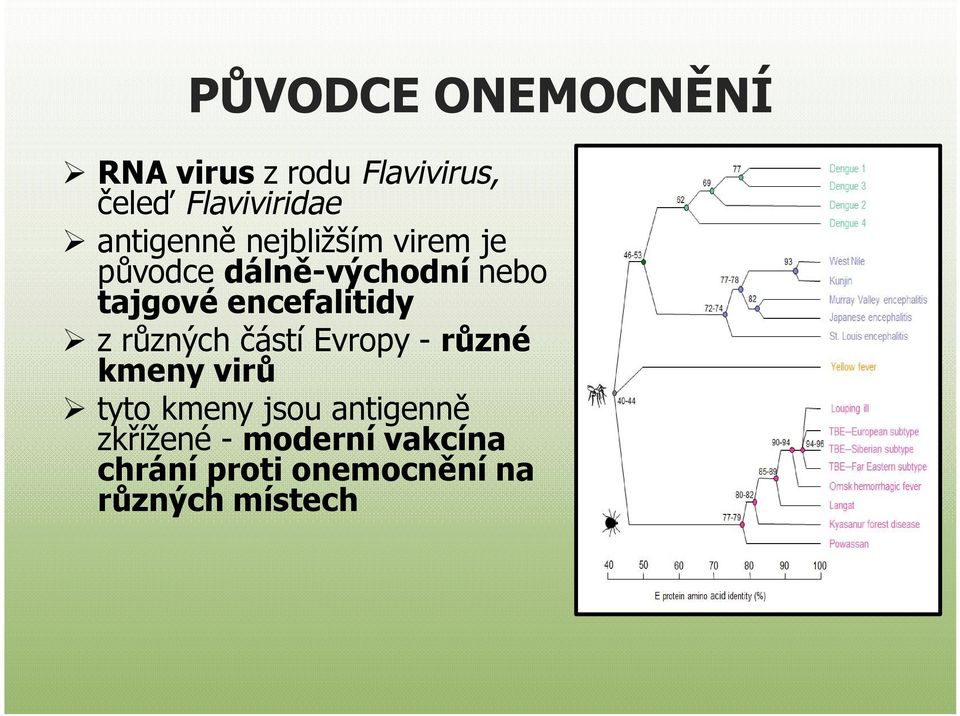 encefalitidy z různých částí Evropy - různé kmeny virů tyto kmeny jsou